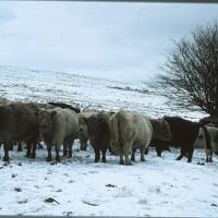 cattle in snow