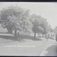 Chestnut trees on village green, Bishops Tawton