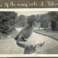 One of the many cats at Yellam perching on a staddle stone