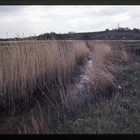 Hackney marsh running across the Newton Abbot racecourse