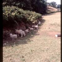 Sheep grazing in Shade