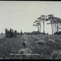 Clump of firs and ploughman, Dawlish