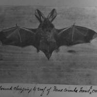 Bat in cave at Dane Coombe Head