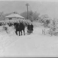 Milk deliveries by horse and sledge from Manaton Dairy at Latchel to Ridge Road