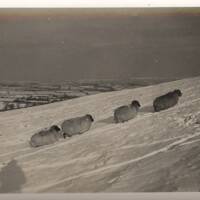 Sheep enduring snow on Dartmoor