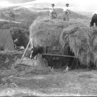 At Southcott. Transferring hay from a wagon to build a haystack. 