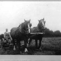 Jim Dunning driving a binder on a farm at Deal in the 1930s