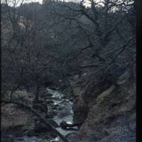 Hawns woods - River Yealm