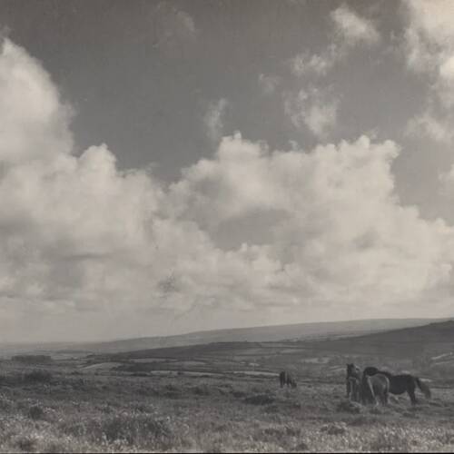 Dartmoor  landscape with ponies