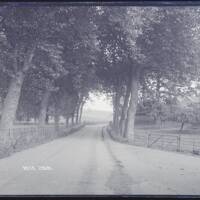  Avenue of trees, Hele, Bradninch