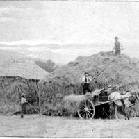 Building hayricks, 1890s