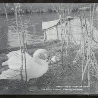 Swan and nest: 'the first cygnet - A proud Mother', Dawlish
