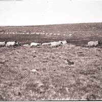 Clearing Sheep From The Ranges, Summer 1941