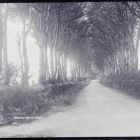 Avenue of trees, Bradworthy