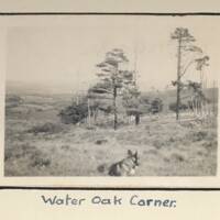 Water Oak Corner