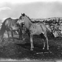 Ponies Dartmoor