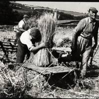 Cutting Wheat Reed at Blackhall