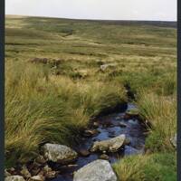 26/56 Near foot of Cut Hill stream 20/8/1992