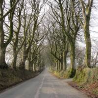 Tree lined road on edge of Dartmoor.