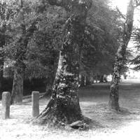 Manaton Green, showing a large beech tree in the foreground which no longer exists