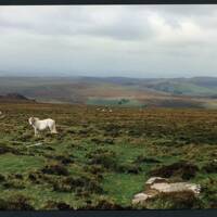 15/63 Above Hen Tor to Ditsworthy and Ringmoor Down and Gutter Tor 2/10/1991