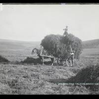 Fern Harvest, Dartmoor Farm, Lydford