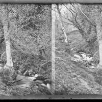 Stereoscopic view of a river