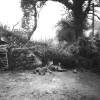 A beech tree blocking the road at Neadon Farm after the hurricane of January 1990