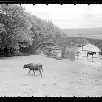 Cattle and Dartmoor ponies beside the bridge crossing the West Dart at Two Bridges