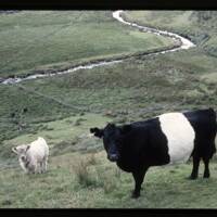 Cattle near Wistmans Wood