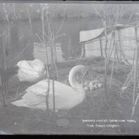 Swans and nest: 'the first cygnet', Dawlish