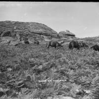 Ponies On Dartmoor