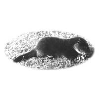 Johnny the otter - a pet at Leighon during the 1930s