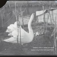 Swan's nest, Dawlish
