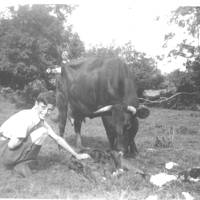Needham boy with cow and calf