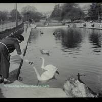 'Feeding the Swans', Dawlish