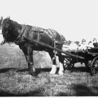 Mr Willcocks holds head of horse pulling waggon with children aboard