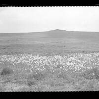 Cox Tor with cotton grass in the foreground