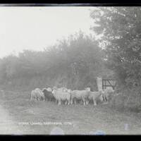 Stray lambs, Dartmoor, Lydford