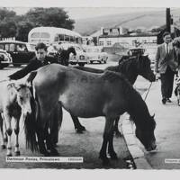 Dartmoor Ponies, Princetown.