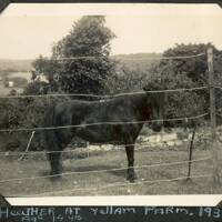 Horse at Yellam Farm