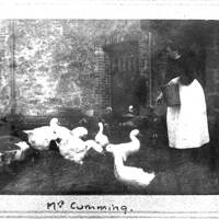 Mrs Cumming feeding geese, Town Barton, Manaton c1910