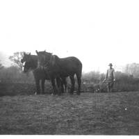 Paulies' horse ploughing