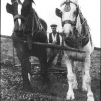 Arthur Brown, Manaton farmer, with two horses