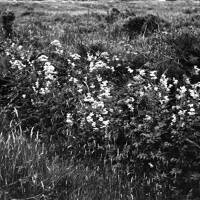 NEGATIVE OF MEADOWSWEET AND VALERIAN by R. HANSFORD WORTH,
