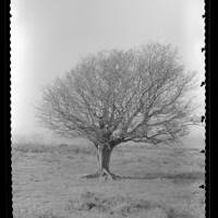 Windswept Tree on Dartmoor