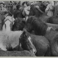 Bampton pony fair