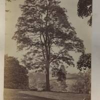 Acacia tree at Spring Hill