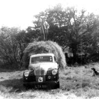 Austin pickup being used for transporting hay at Southcott farm