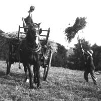 Getting in the hay, 1920s